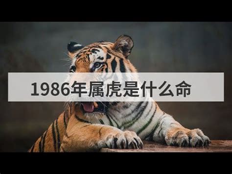 1986年屬|【1986年是什麼命】1986年生是什麼命？屬虎者命運大揭秘！